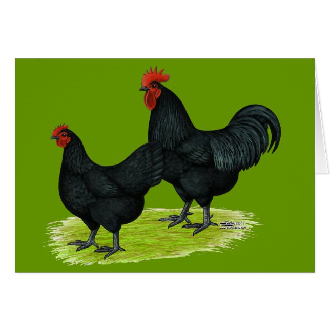 Australorp Black Chickens (Voorkant Horizontaal)