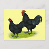 Australorp Black Chickens Briefkaart (Voorkant)