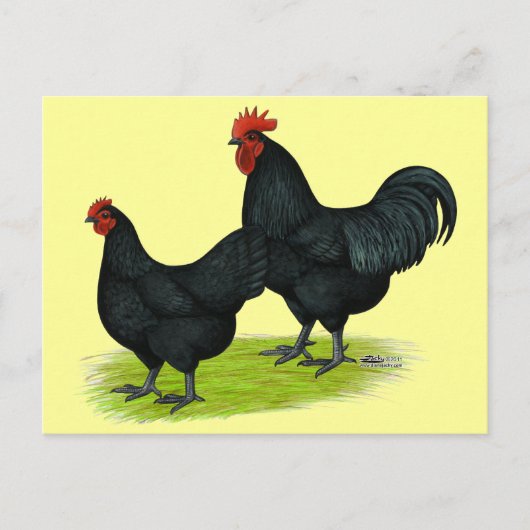 Australorp Black Chickens Briefkaart (Voorkant)