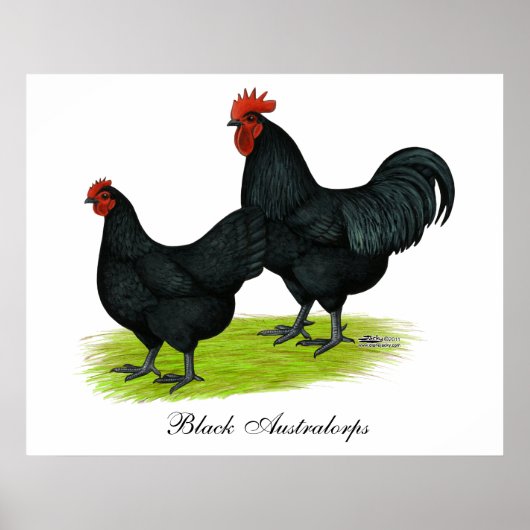 Australorp Black Chickens Poster (Voorkant)