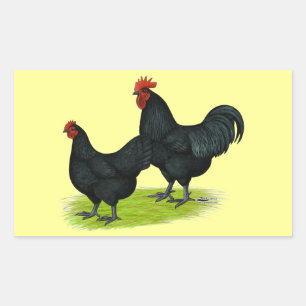 Australorp Black Chickens Rechthoekige Sticker