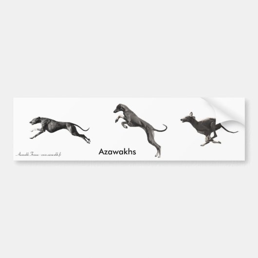 AUTOCOLLANT Azawakhs Black Bumpersticker (Voorkant)