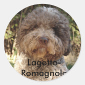 autocollant, Lagotto-Romagnolo Ronde Sticker (Voorkant)