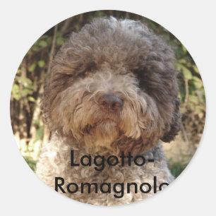 autocollant, Lagotto-Romagnolo Ronde Sticker