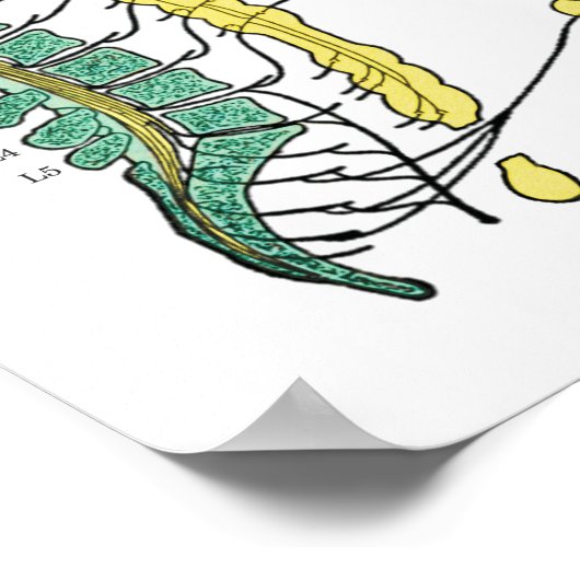 Autonomic Nervous System ANS Poster (Hoek)