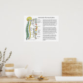 Autonomic Nervous System ANS Poster (Keuken)