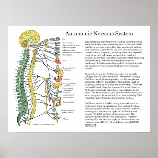 Autonomic Nervous System ANS Poster (Voorkant)
