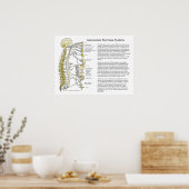 Autonomic Nervous System ANS Poster (Keuken)