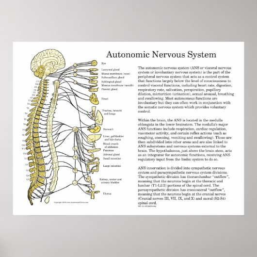 Autonomic Nervous System ANS Poster (Voorkant)