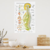 Autonoom Poster van het zenuwstelsel in de Spaanse (Keuken)