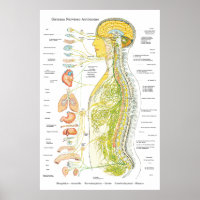 Autonoom Poster van het zenuwstelsel in de Spaanse