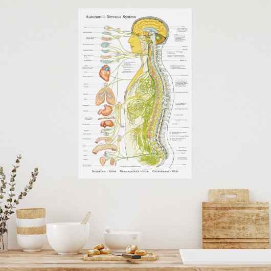 Autonoom zenuwstelsel Chiropractisch ANS Poster (Keuken)