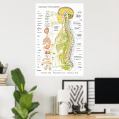 Autonoom zenuwstelsel Chiropractisch ANS Poster (Thuiskantoor)