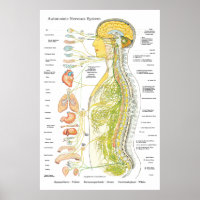 Autonoom zenuwstelsel Chiropractisch ANS Poster