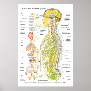 Autonoom zenuwstelsel Chiropractisch ANS Poster