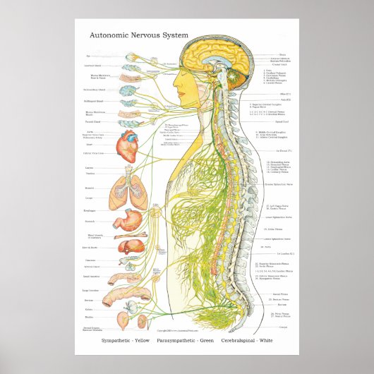 Autonoom zenuwstelsel Chiropractisch ANS Poster (Voorkant)