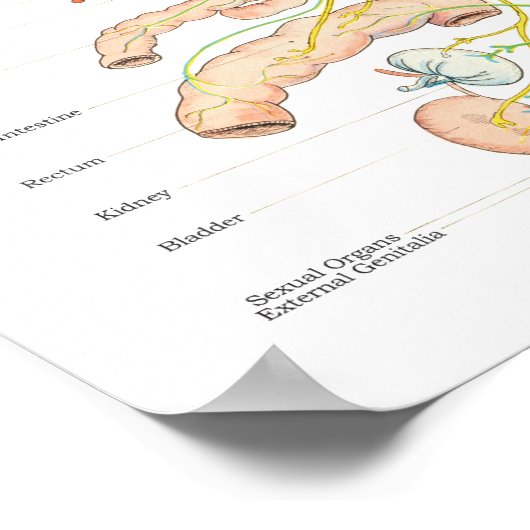 Autonoom zenuwstelsel Chiropractisch Poster (Hoek)