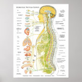 Autonoom zenuwstelsel Chiropractisch Poster (Voorkant)
