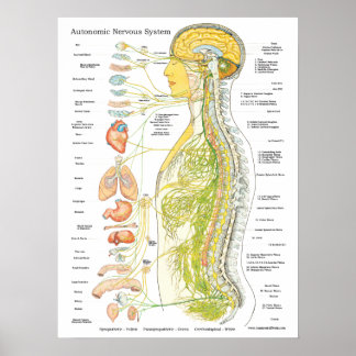 Autonoom zenuwstelsel Chiropractisch Poster
