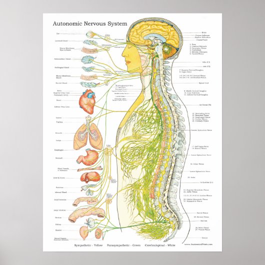 Autonoom zenuwstelsel Chiropractisch Poster (Voorkant)