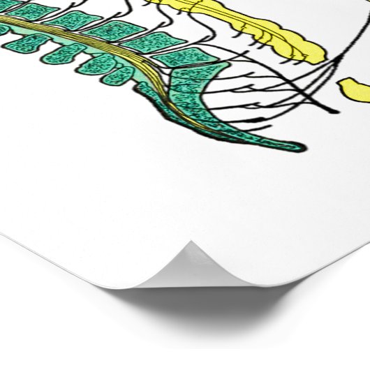 Autonoom zenuwstelsel Poster (Hoek)