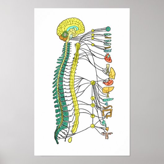 Autonoom zenuwstelsel Poster (Voorkant)