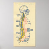 Autonoom zenuwstelsel, ruggenmergzenuwen poster (Voorkant)