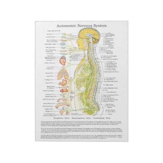 Autonoom zenuwstelsel Scheur uit de hand Notitieblok (Linkerzijde)