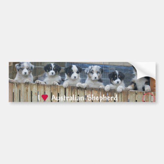 Autosticker "Australian Shepherd" Bumpersticker (Voorkant)