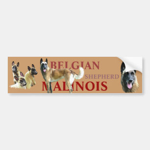 Autosticker voor de Belgian Shepherd Malinois Bumpersticker