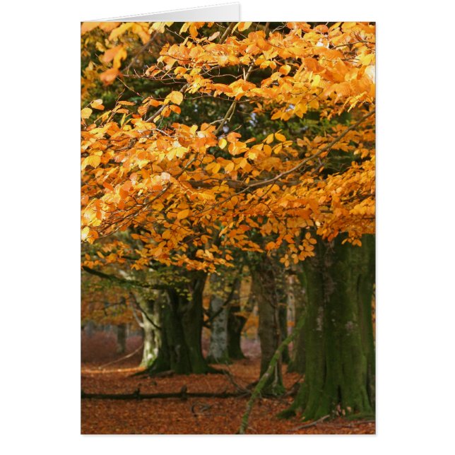 Autum beech-boomkaart (Voorkant)