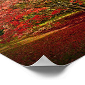 Autumn Acer Tree Westonbirt Arboretum Cotswolds Poster (Hoek)