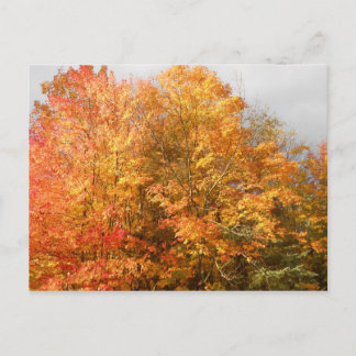 Autumn Adirondacks Trees Scene Landschap Briefkaart
