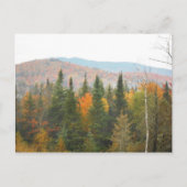 Autumn Adirondacks Trees Scene Landschap Briefkaart (Voorkant)