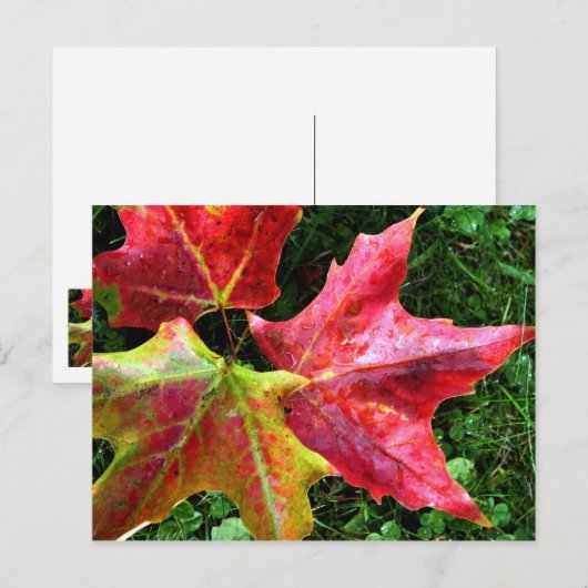 Autumn Arrives Briefkaart (Voorkant / Achterkant)