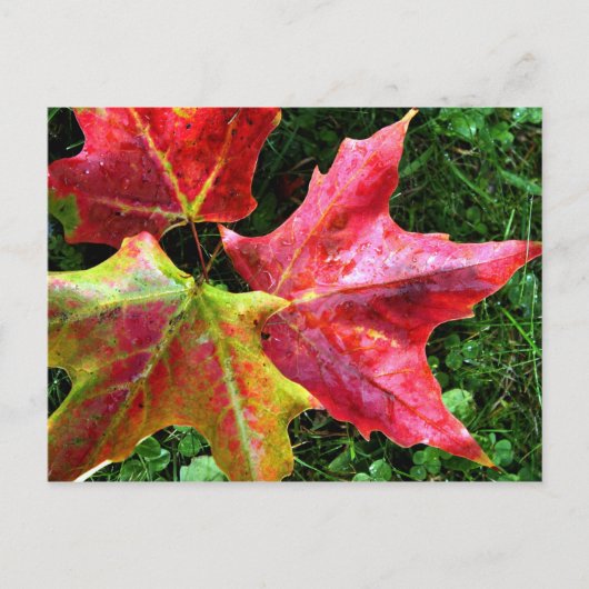 Autumn Arrives Briefkaart (Voorkant)