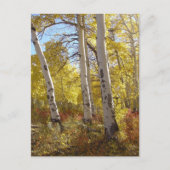 Autumn Aspen Briefkaart (Voorkant)