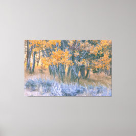 Autumn Aspen Canvas Afdruk