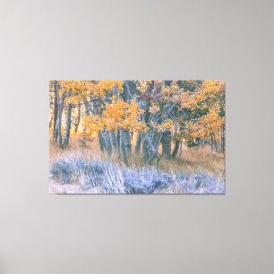 Autumn Aspen Canvas Afdruk