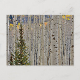 Autumn Aspen Groves Rocky Mountains Colorado Briefkaart