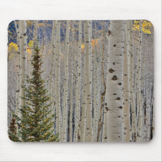Autumn Aspen Groves | Rocky Mountains Colorado Muismat