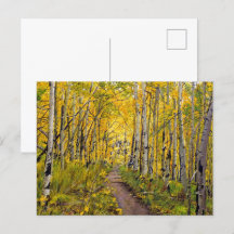 Autumn Aspen Tree Forest Briefkaart