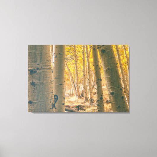 Autumn Aspens Canvas Afdruk (Voorkant)