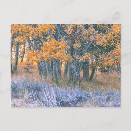 Autumn Aspens Forest Briefkaart (Voorkant)