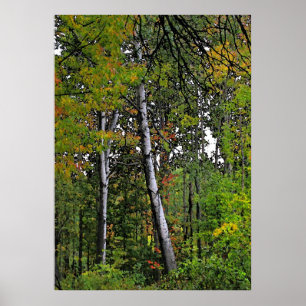 Autumn Aspens Poster