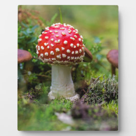 Autumn Beauty Fotoplaat