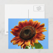 Autumn Beauty Sunflower Briefkaart (Voorkant / Achterkant)
