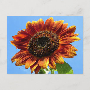 Autumn Beauty Sunflower Briefkaart