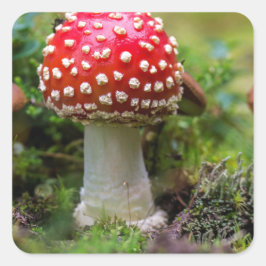 Autumn Beauty Vierkante Sticker