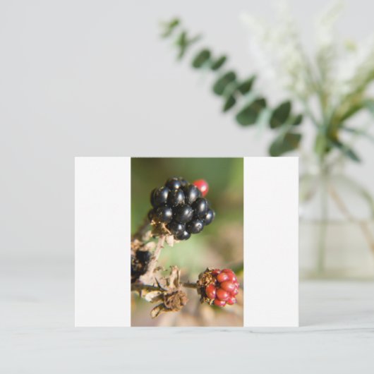 Autumn Berries Briefkaart (Staand voorkant)